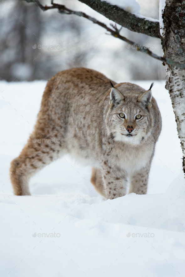 Lynx Sneaking In The Forest Stock Photo By Kjekol PhotoDune